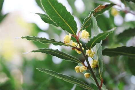 月桂 種植|月桂樹（ローリエ）とは？ 育て方、植え付け、剪定、保存や利。